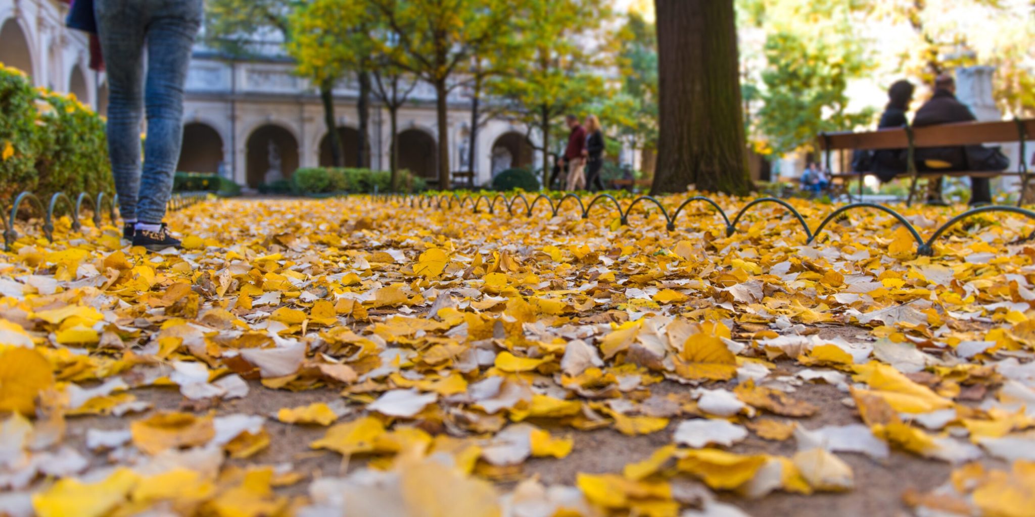 Autumn leaves in the floor